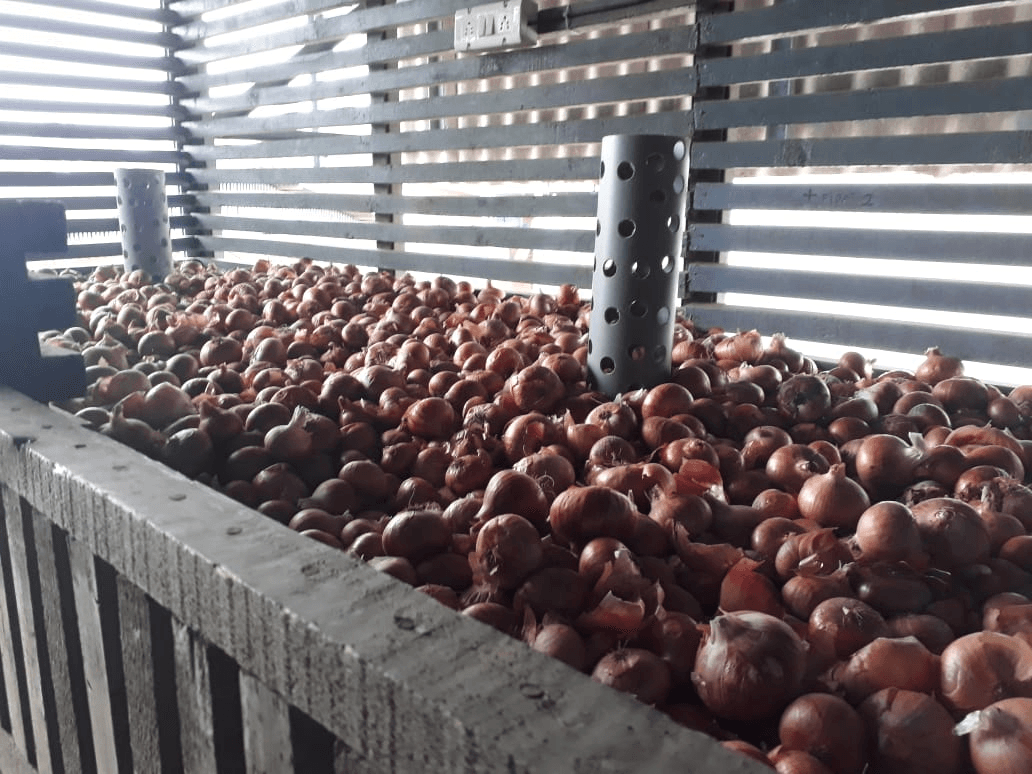 Godaam Sense IoT device placed among stored onions